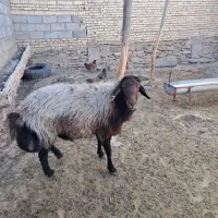 قوچ هارو سه ساله