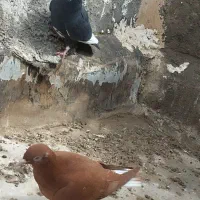 سیاه پلنگ ماده