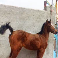 کره یکو‌نیم ساله