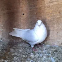 کفتر خال پیس