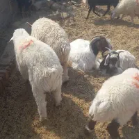بره سبک