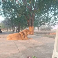 ماده پژدر