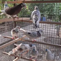 فروش کفتر