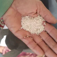 برنج فجر|عمدهفروشی|گرگان, |دیوار