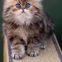 مجموعه گربه ایران کتز|گربه|تهران, اباذر|دیوار