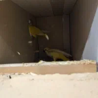 راهب مولد زرد|پرنده|هشتگرد, هیو|دیوار