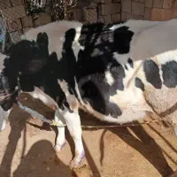 گوساله|حیوانات مزرعه|دهدشت, |دیوار