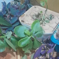 گل طبیعی با گلدان|گل و گیاه طبیعی|دهدشت, |دیوار