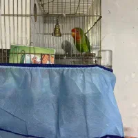 کوتوله برزیلی