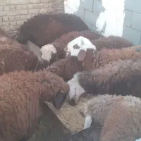 بره نر پای پروار(دامداری برادران اکبرپور)