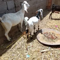 چهار عدد گوسفند خونگینی نر و ماده بفروش می رسد