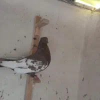 سه تا کفتر نر|پرنده|سیمکان, |دیوار