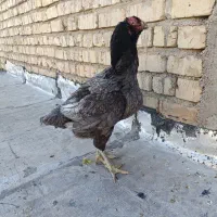 لاری