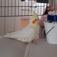 عروس هلندی لوتینو