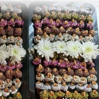 فروش حلوا عزا،عروسی،برنجکی،نون پنجره ای