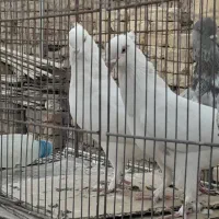 پرشی و خوش خال|پرنده|قم, آزادگان|دیوار