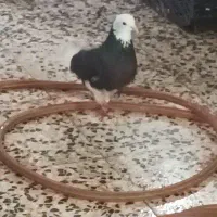 کبوتر نر|پرنده|رشت, منظریه|دیوار