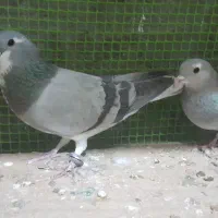 کبوتر دمگیر ابرو بادی