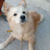 سگ اشپیز پامر