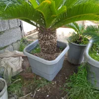 سیکاس .هورتانسیا .پتسپروم جعبه 35