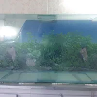 آکواریوم شیشه سیکوریت