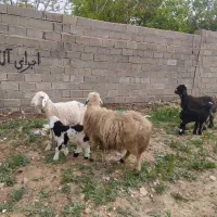 میش بره دار