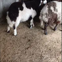 2عدد گوسفند توقلی عتیقه