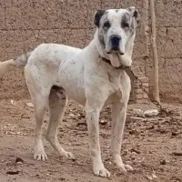 واگذاری سگ نر درشت نگهبان