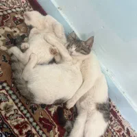 واگذاری رایگان بچه گربه خونگی|گربه|بیرجند, |دیوار