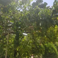 1200-متر-زمین-شهرک-طاووسیه-کردان-تهراندشت
