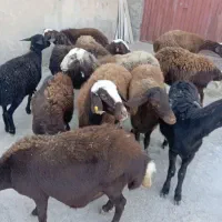 گوسفند افشاری و قزل