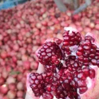 انار درجه یک ساوه فروشی قیمت توافقی