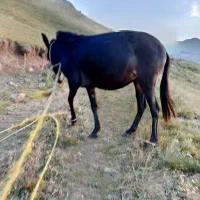 قاطر مایه ۲ساله|حیوانات مزرعه|اردبیل, |دیوار