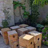 گرینچیک کوتوله برزیلی|پرنده|میناب, |دیوار