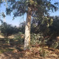 چوب درخت