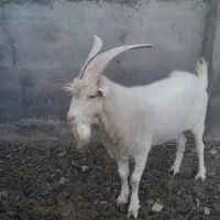 تکه سانن|حیوانات مزرعه|فردوس (خراسان), |دیوار