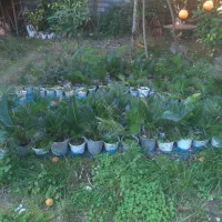 فروش تکی و کلی سیکاس