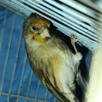 دورگ|لباس|کوهدشت, |دیوار