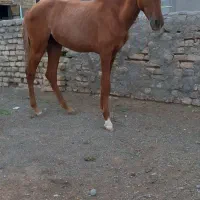 اسب وتجهیزات اسب سواری|حیوانات مزرعه|مشهد, رباط طرق|دیوار