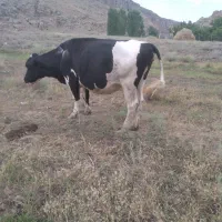 گاو آبستن و تلیسه