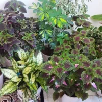 گل های خانگی سرحال و شاداب