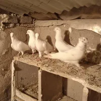 تعدادی کبوتر تهرانی پرشی