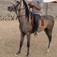 اسب دره شور / کره سالار خان