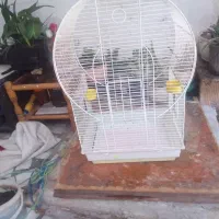 قفس پرنده کاسکو