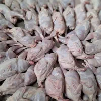 گوشت بلدرچین و بلدرچین نر چاق