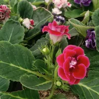 باغبانی حرفه ای -از مشاوره تا اجرای کامل