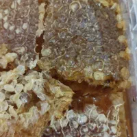 عسل صددرصدطبییعی ودرمانی|خوردنی و آشامیدنی|میانه, |دیوار