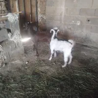 کهره داشتی جنس دار