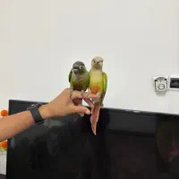 گرینچیک جفت