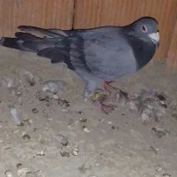 کبوتر غروب بازی|پرنده|گنبد کاووس, |دیوار